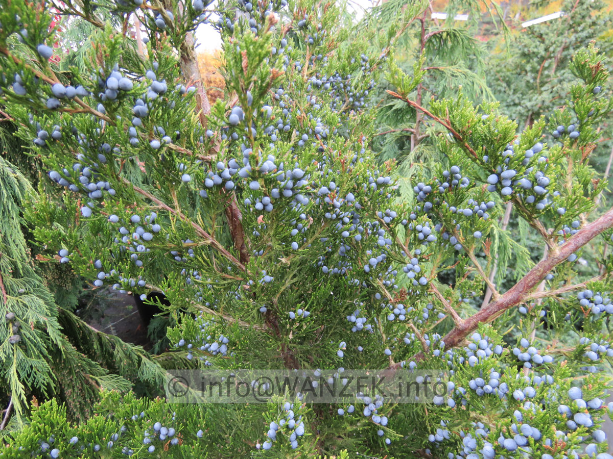 Juniperus virginiana Canaertii 04.JPG